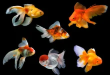 can you eat goldfish