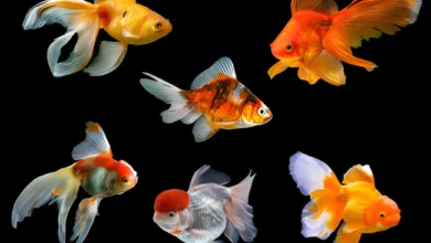 can you eat goldfish