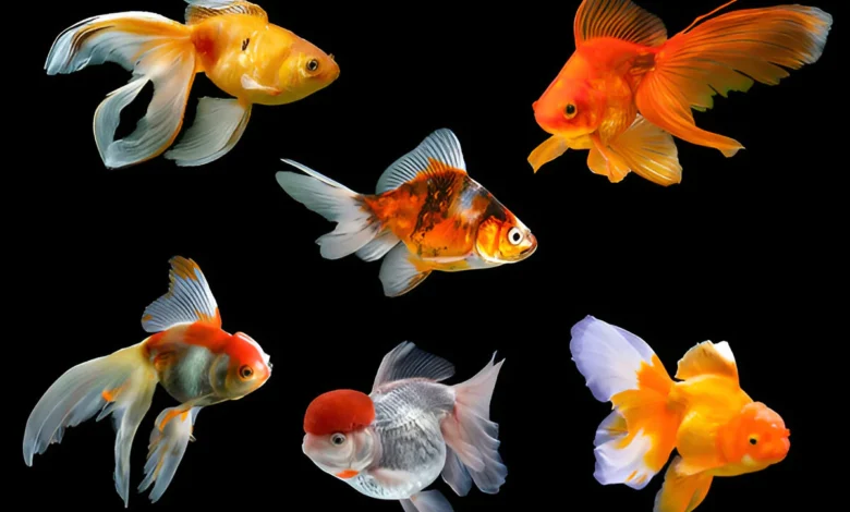 Can You Eat Goldfish can you eat goldfish